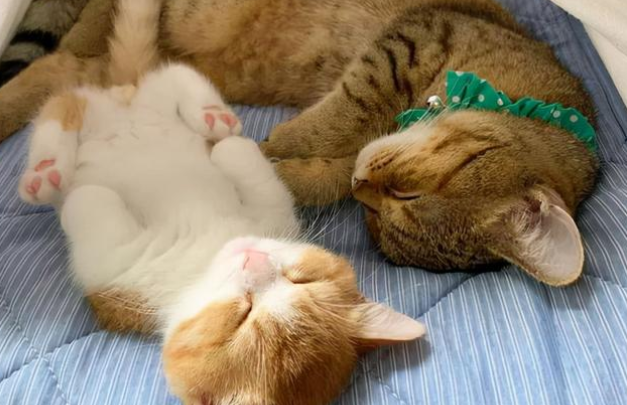猫咪什么样的表现是喜欢你 猫咪什么样的表现是喜欢你