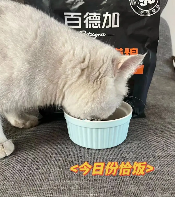 小白的心水好物--百德加低温烘焙猫粮❗ 小白的心水好物--百德加低温烘焙猫粮❗