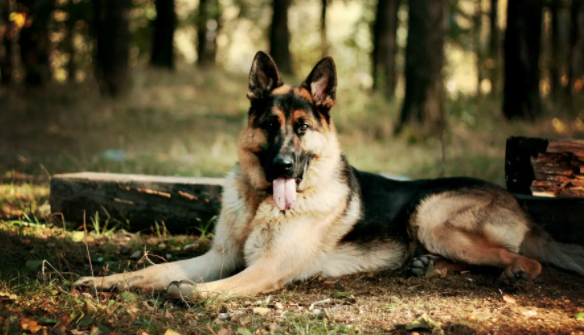 短毛大型犬有哪些?感兴趣的了解一下吧! 短毛大型犬有哪些?感兴趣的了解一下吧!