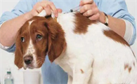 十年以上的狗狗需要打狂犬疫苗吗