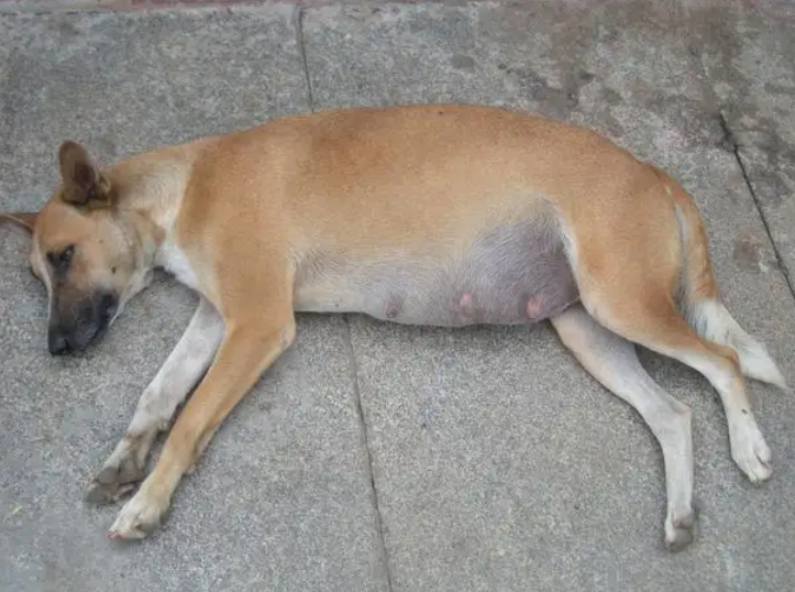 怎样辨别母犬是否怀孕的