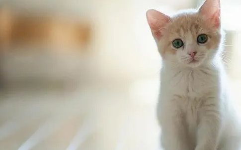 猫咪眼睛有脓性分泌物用什么眼药水比较好