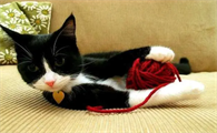 猫怀孕喂什么东西好