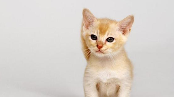 猫罐头从冰箱拿出来多久才能让猫吃掉