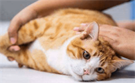 猫猫发春怎么缓解