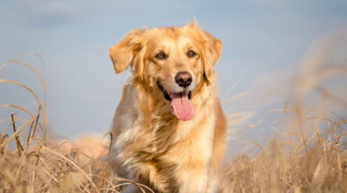金毛犬的特点和缺点有哪些?铲屎官一定要知道! 金毛犬的特点和缺点有哪些?铲屎官一定要知道!