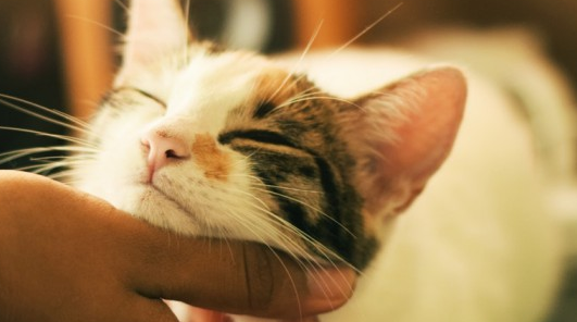 猫的肚子有一块垂下来软软的是什么原因