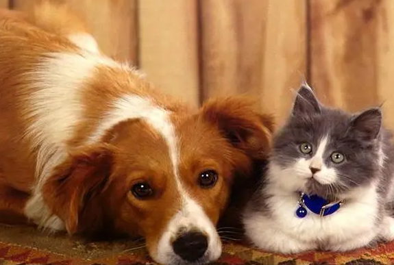 养猫好还是养狗好 养猫好还是养狗好