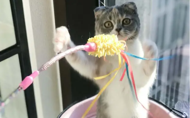 猫玩逗猫棒会被累死吗为什么