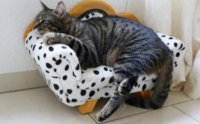 新买的猫一般需要检查什么
