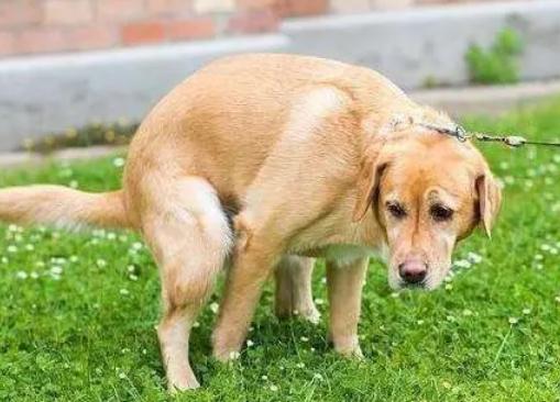 狗狗一天拉好几次大便怎么回事儿