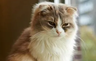 猫生小猫会不会隔几天又生 猫生小猫会不会隔几天又生