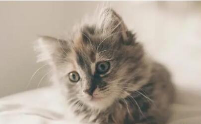 猫不小心吃了蟑螂药会死吗 猫不小心吃了蟑螂药会死吗