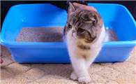 猫咪为什么突然乱拉屎怎么改善