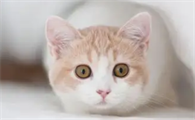 猫吃了奶油怎么补救