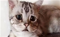 猫咪流泪的原因是什么