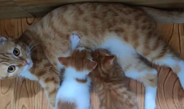 猫咪怀孕35天突然出血 猫咪怀孕35天突然出血