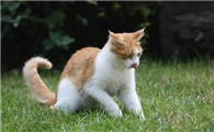 猫吐了食物是怎么回事儿?该怎么办呢