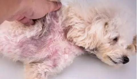 狗狗脱毛皮肤病用什么药好? 狗狗脱毛皮肤病用什么药好?