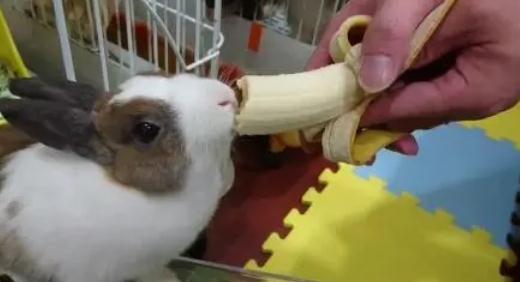 兔子可以吃香蕉吗 兔子可以吃香蕉吗