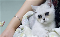 猫咪有泪痕是什么原因导致的呢