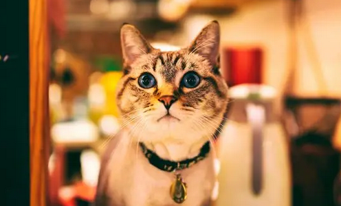 猫为什么吃文竹吃了有什么危害 猫为什么吃文竹吃了有什么危害