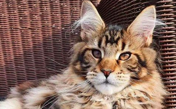 缅因猫什么时候开始长个子？原来它可以长到这么大！