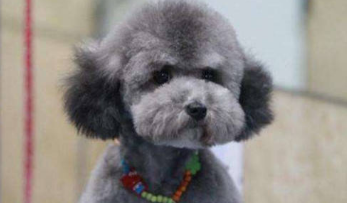 灰泰迪幼犬吃什么对毛发返灰好