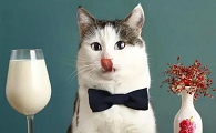 小猫要吃什么东西