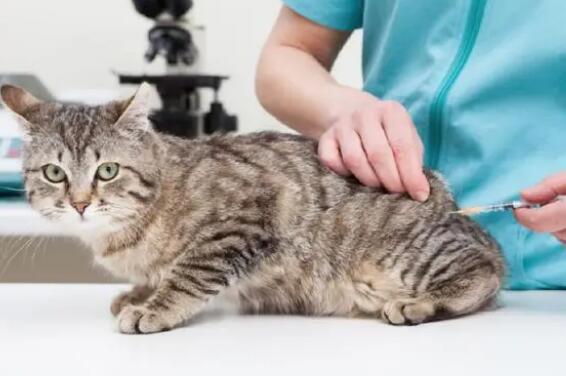 宠物猫用打疫苗吗 宠物猫用打疫苗吗