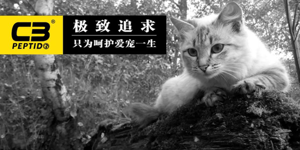 帕缇朵属于什么档次 帕缇朵属于什么档次