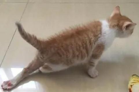 猫后腿无力是什么情况