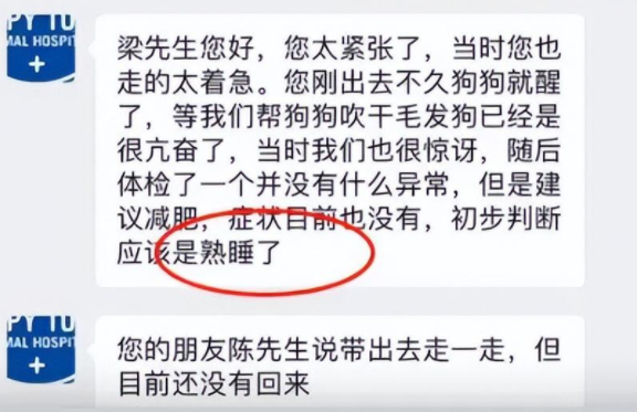 这是一只火到国外的金毛,美丽的外表下尽显二哈本性,哈哈哈 这是一只火到国外的金毛,美丽的外表下尽显二哈本性,哈哈哈