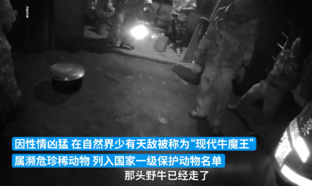 太壮了！云南惊现世界最大体型的牛，1.5吨重无天敌，却仅存200头
