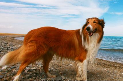 苏格兰牧羊犬能陪伴主人多久，你可知道？