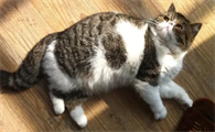 猫生完崽肚子还是鼓鼓的怎么回事