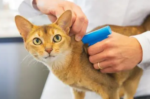 猫打完三联第二天蔫了怎么回事