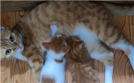 猫咪怀孕35天突然出血