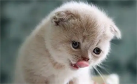 猫感冒不吃东西什么原因