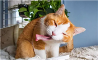 猫咪口臭怎么处理
