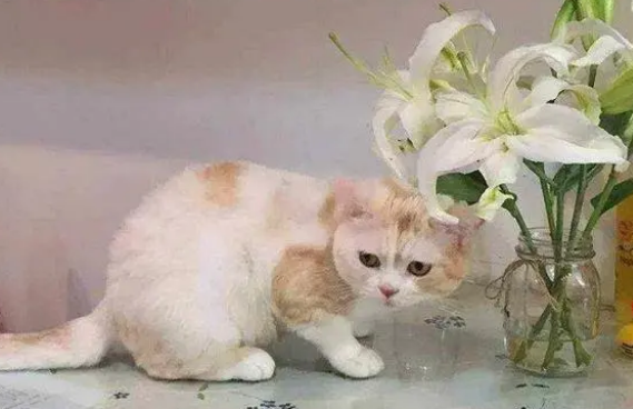 百合花的气味对猫有影响吗