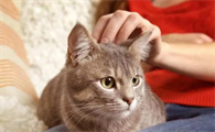 猫为什么把幼崽叼走藏起来呢
