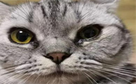 猫咪流眼泪打喷嚏流鼻涕吃什么药效果好