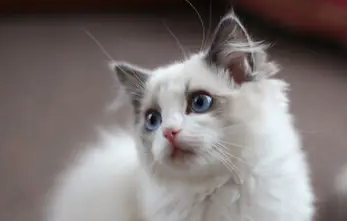 小猫怕黑吗