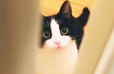 猫要下崽前有什么症状? 猫要下崽前有什么症状?