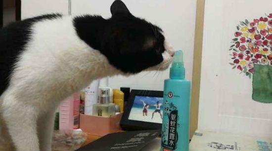 猫咪能闻六神花露水的味道吗 猫咪能闻六神花露水的味道吗