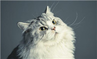 旧猫对新猫低吼哈气怎么办