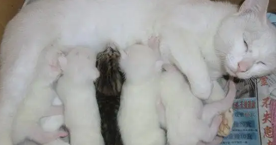 母猫生育后多久可以再次生育