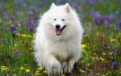 狗狗眼睛里有红色粗条状分泌物 狗狗眼睛里有红色粗条状分泌物