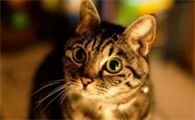 猫牙龈发红是怎么回事